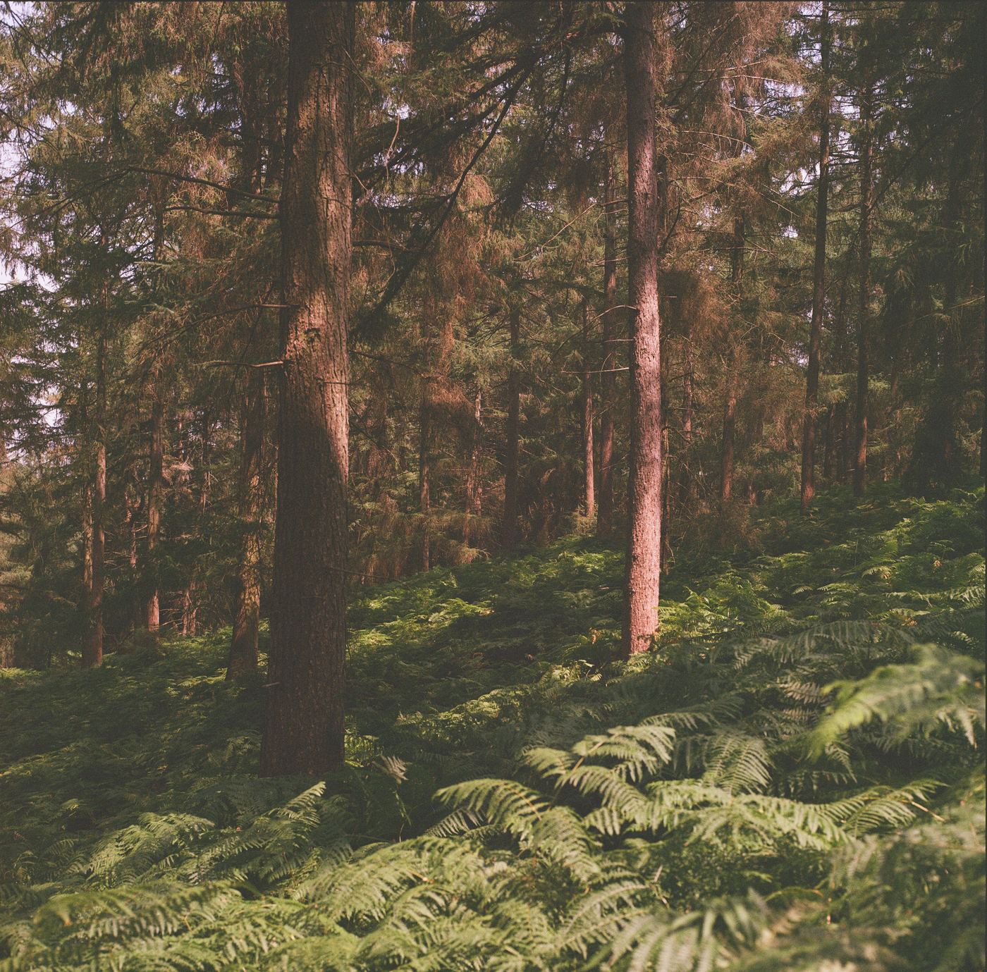 Tall pine trunks in a conifer plantation, low sun coming through
                  from the left, dense bracken covering the slope beneath them.