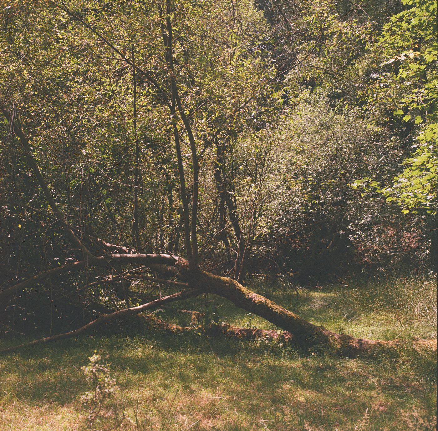 A fallen trunk, thick with moss, lying diagonally across a
                  grassy clearing, with scrub woodland closing in behind it.