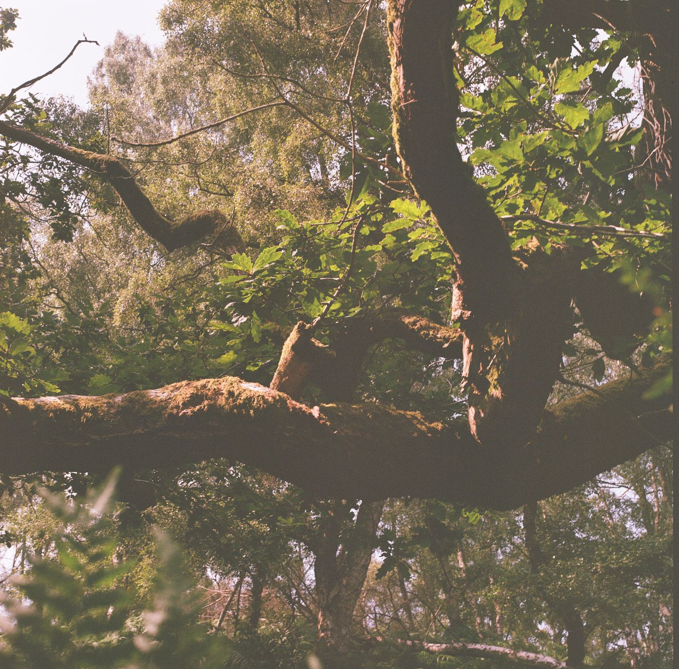 Looking up into an oak canopy, a mossy limb crossing the frame,
                  backlit leaves and pale sky beyond.